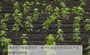 弗里斯通县杏仁树集体枯死：地下水盐碱化终结百年产业，农场主转种*遭DEA突袭